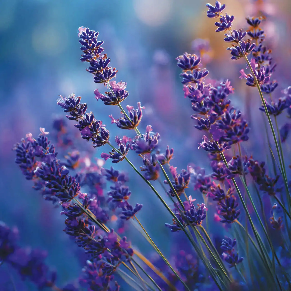 Lavender Dusk  3-Wick Candle