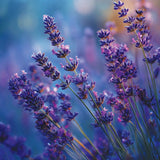 Lavender Dusk  3-Wick Candle