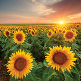 Sunflower Path Original Large Jar Candle